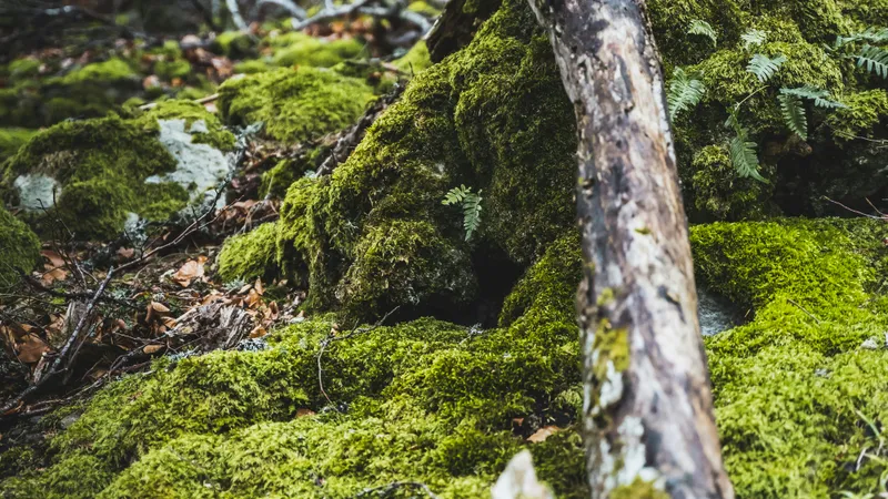 The Thrill of Harvesting Wild Honey: An Adventure from the Jungle your jar